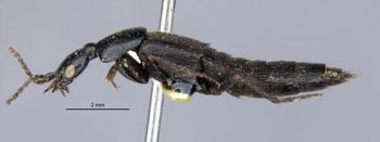 Media type: image;   Entomology 305299 Aspect: habitus lateral view